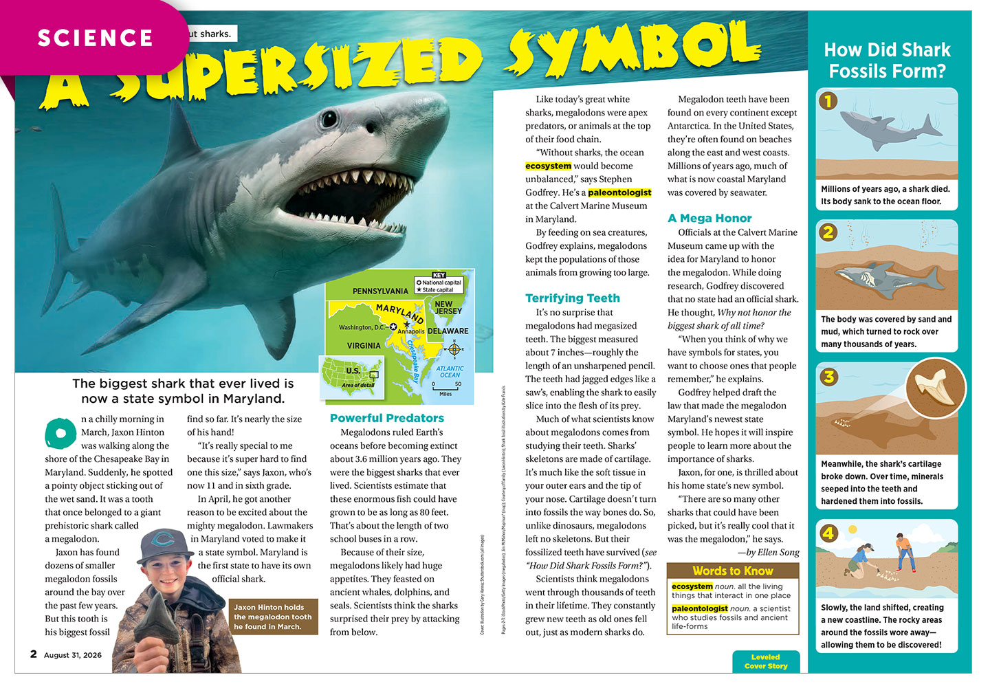 A magazine spread about the megalodon shark as a Maryland state symbol, with photos, a map, and fossil diagrams