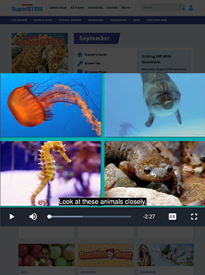 A video player shows four ocean animals: a jellyfish, a dolphin, a seahorse, and a salamander
